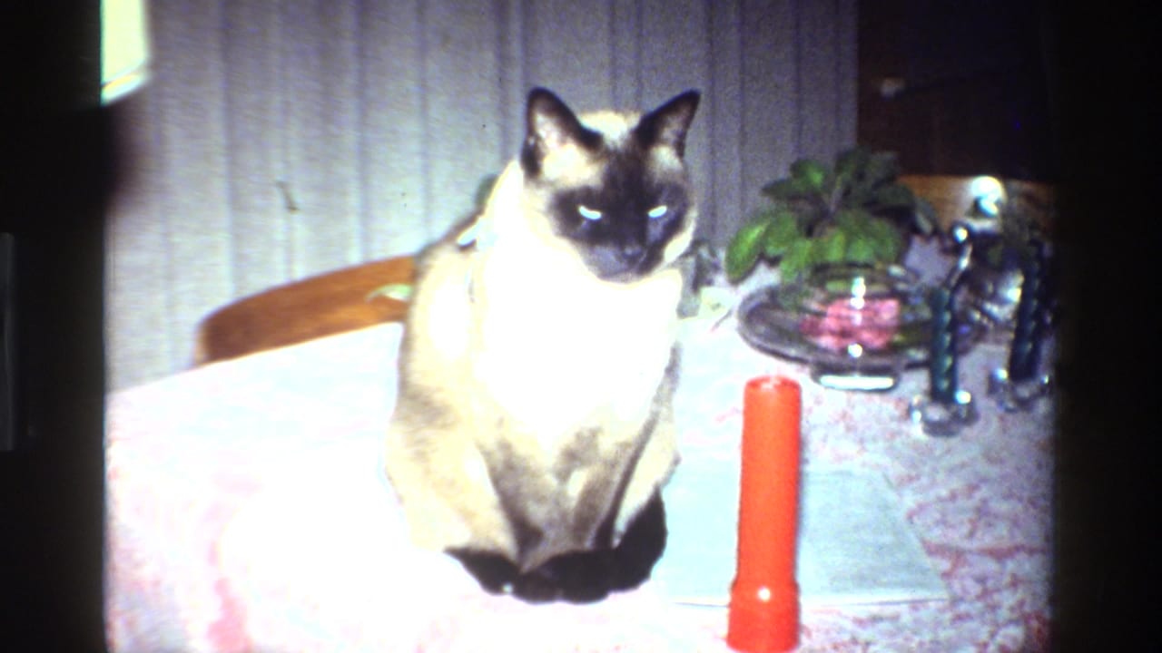 Siamese cat seated on a patterned table in a dim California home interior, with a red candle and small plant nearby.