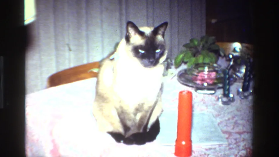 Siamese cat seated on a patterned table in a dim California home interior, with a red candle and small plant nearby.