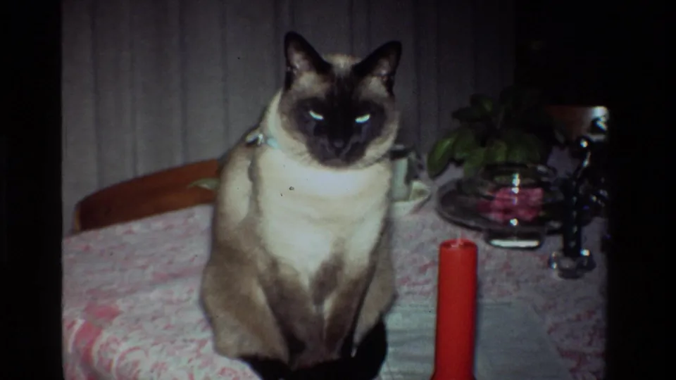 Siamese cat facing the camera on a patterned tablecloth in the 1981 California home-movie interior.