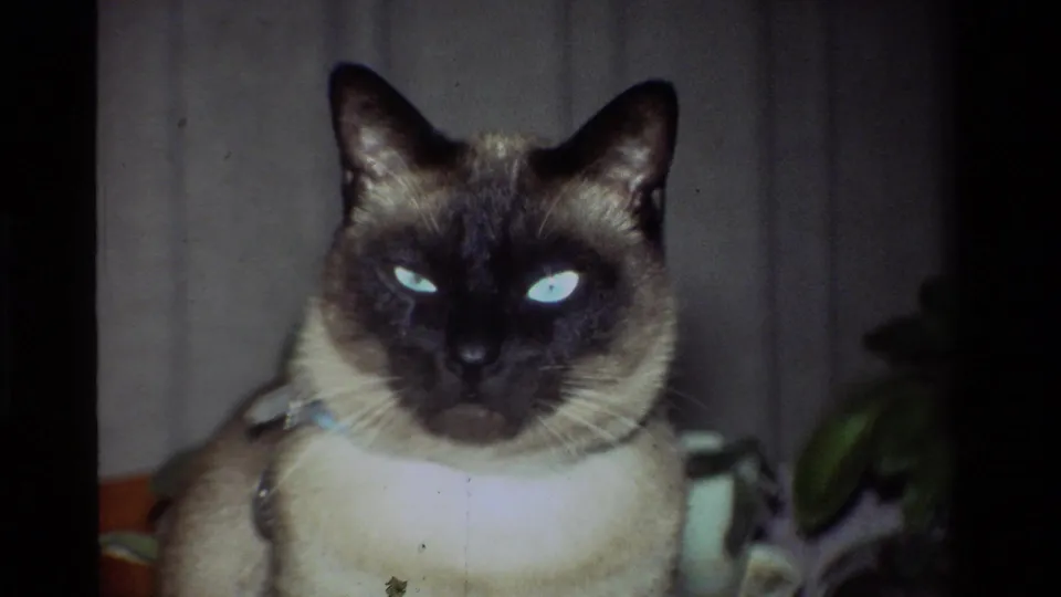 Close 8mm view of the Siamese cat's face and collar inside the California home interior.