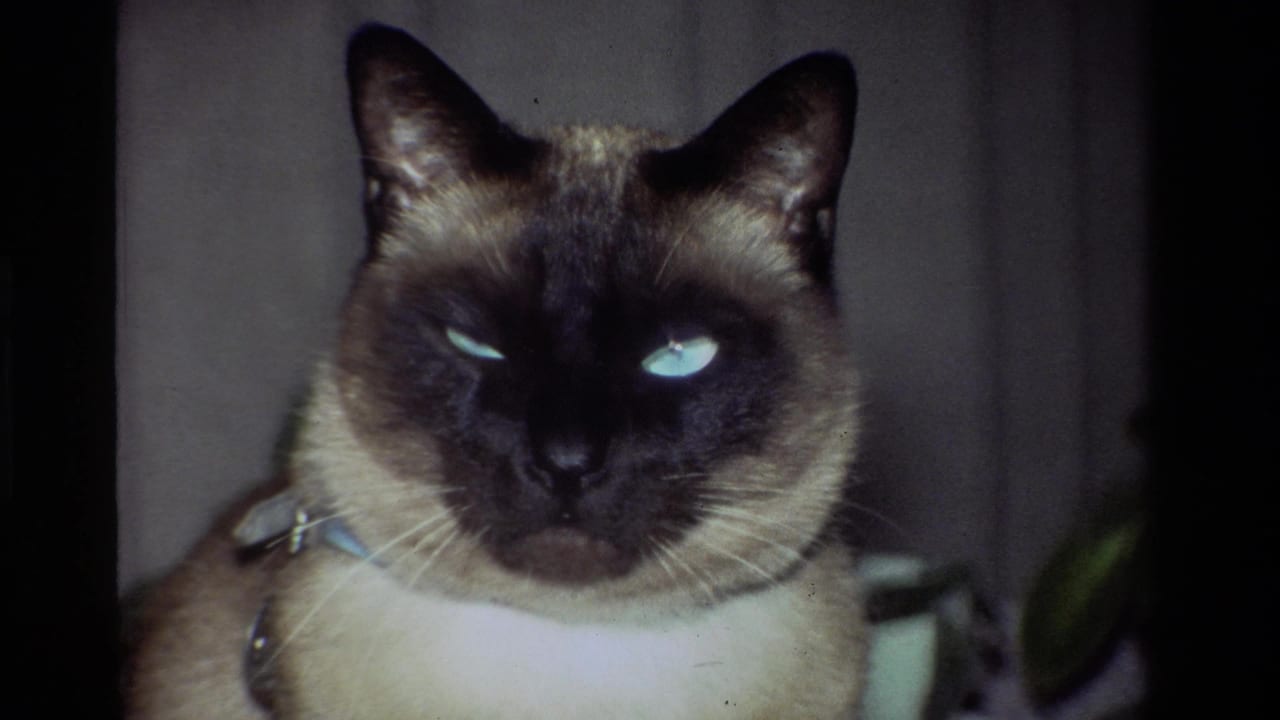 1981 California home-movie close-up of a Siamese cat with reflective blue eyes and dark facial points facing the camera indoors.