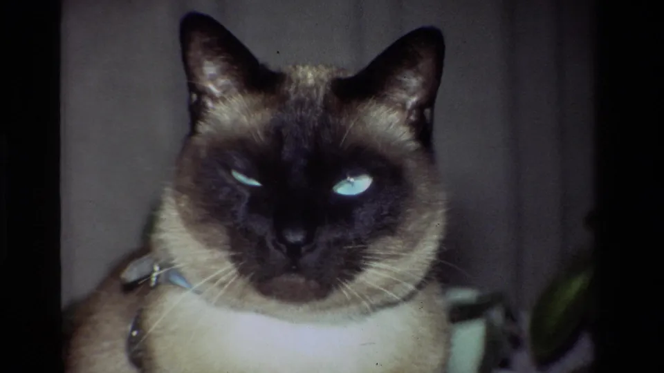 1981 California home-movie close-up of a Siamese cat with reflective blue eyes and dark facial points facing the camera indoors.
