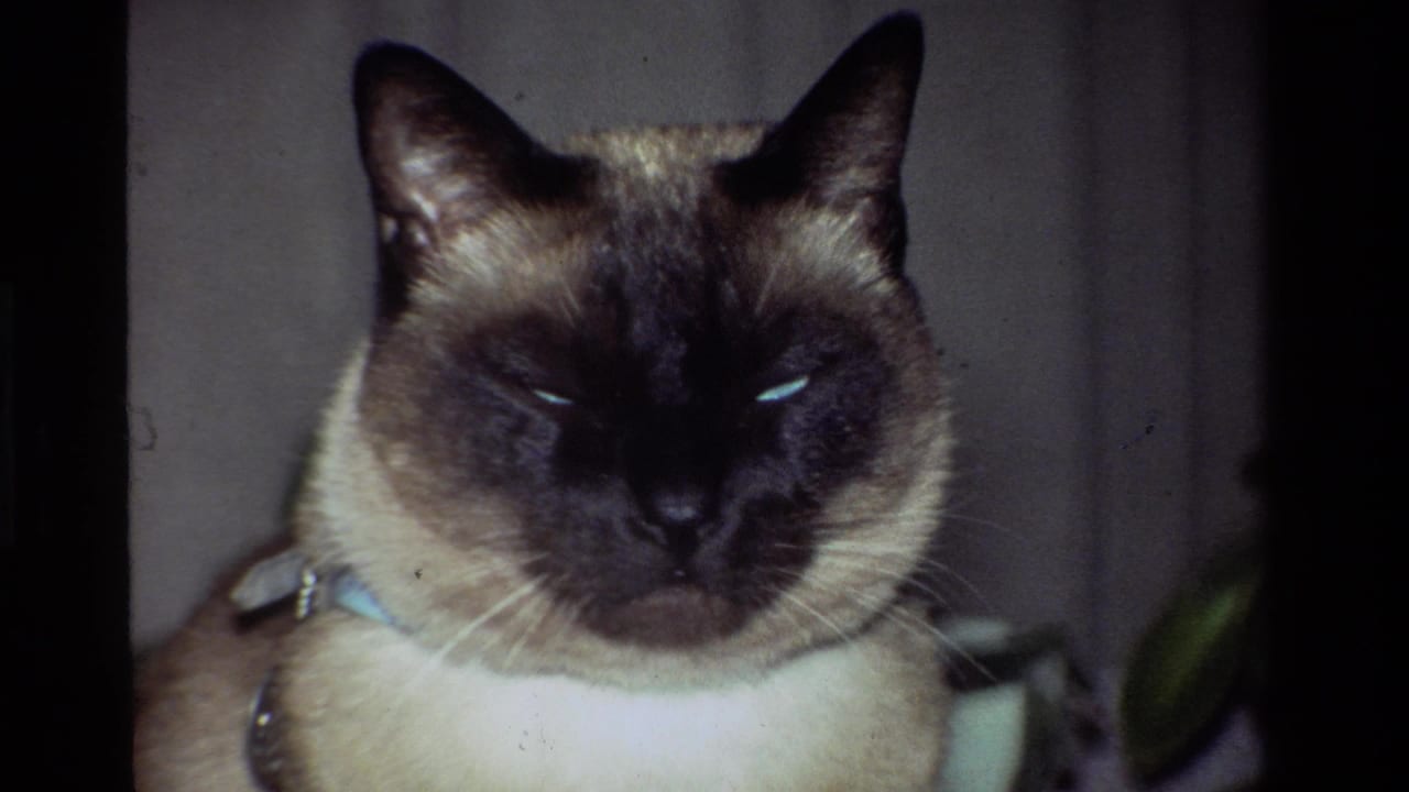 Siamese cat close-up with dark ears and face against an indoor background.