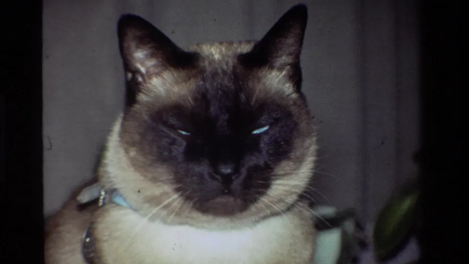 Close-up of a collared Siamese cat in a California 1981 home-movie frame, its eyes catching the light in a private interior.