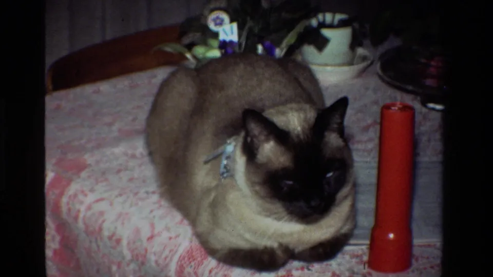 The Siamese cat lies on the patterned tabletop near a red cylinder, with plants or flowers and household objects visible in the background.