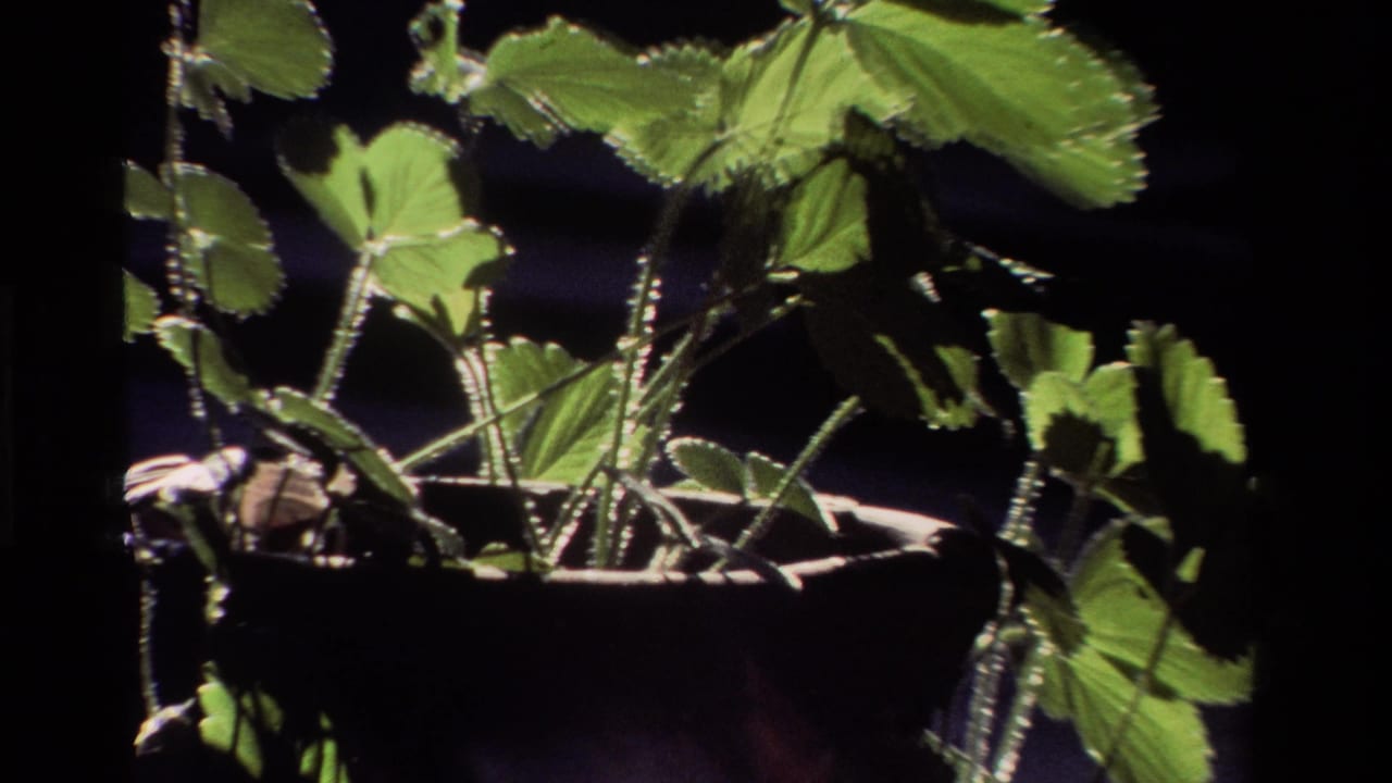 1981 California 8mm frame showing a potted green plant with serrated leaves and stems in bright side light.