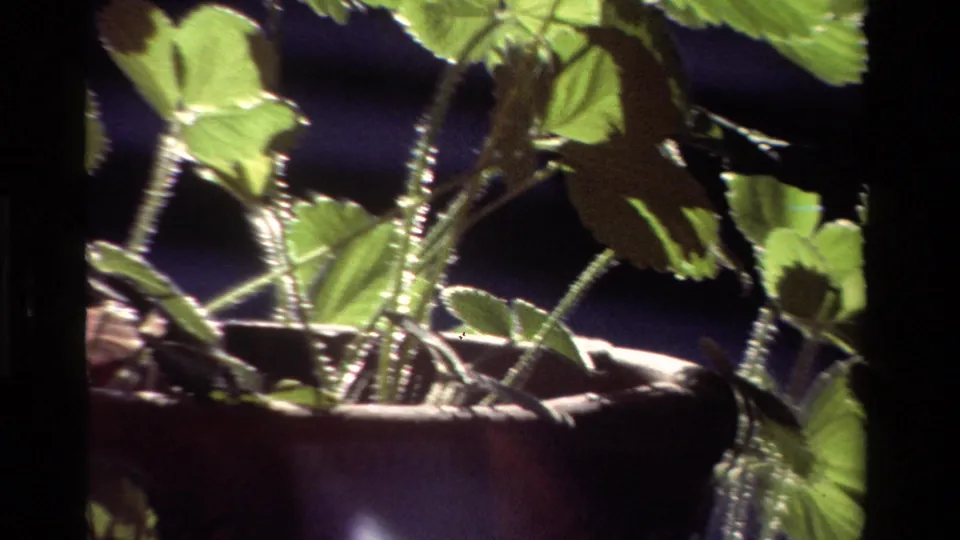 Close 8mm view of green leaves and upright stems above a dark pot, with strong sunlight and deep shadow.