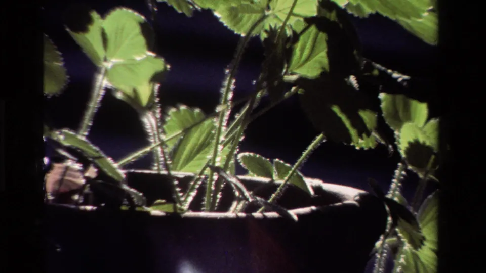 1981 California home-movie frame with the camera closer to the potted plant, emphasizing leaves, stems, and shadow.