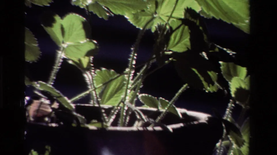 Final 8mm frame of the potted green plant, with serrated leaves and stems silhouetted against shadowed space.