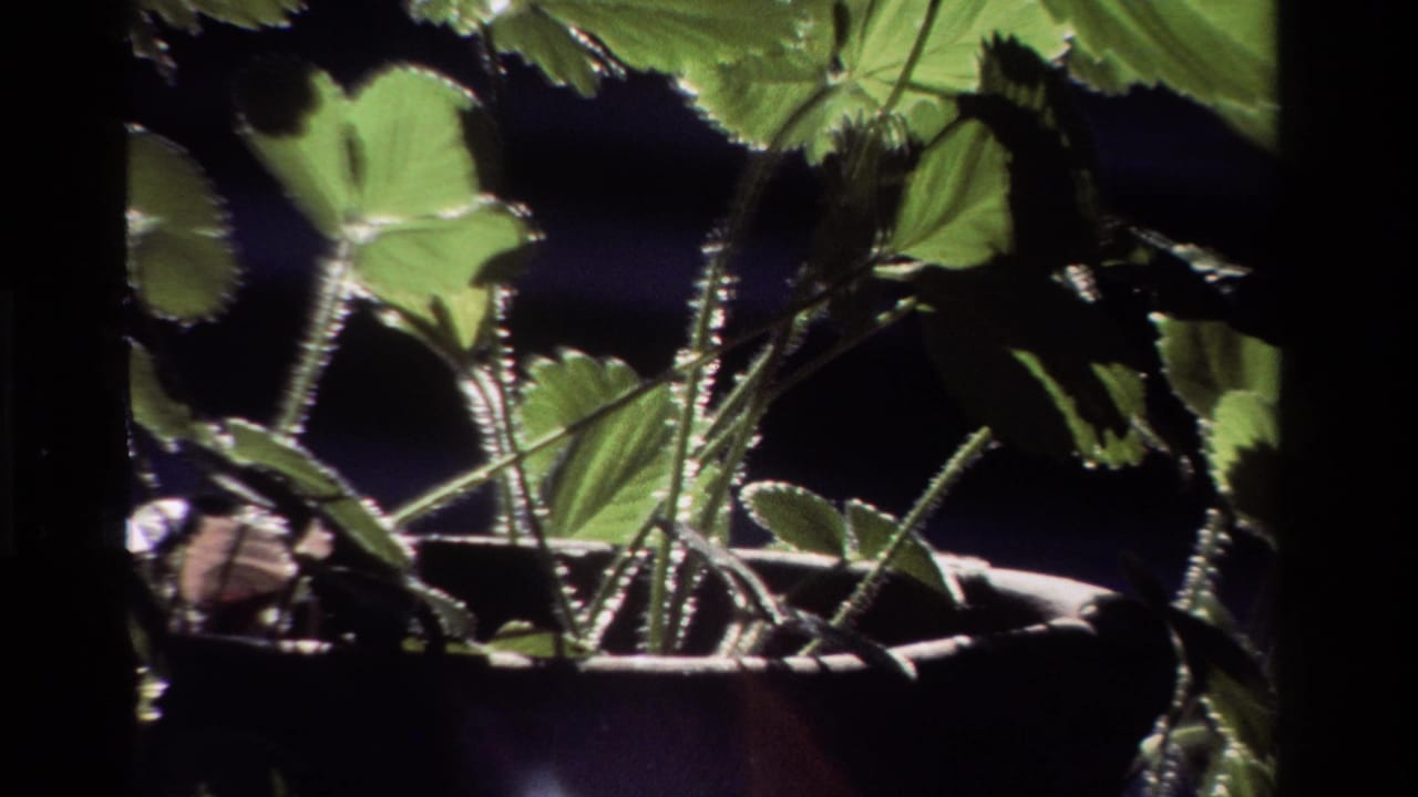 1981 California 8mm frame showing close strawberry leaves, hairy stems, and a pot rim in strong backlight.