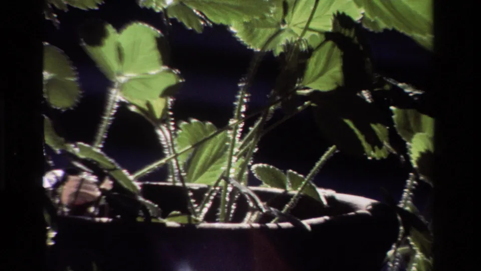 1981 California 8mm frame showing close strawberry leaves, hairy stems, and a pot rim in strong backlight.