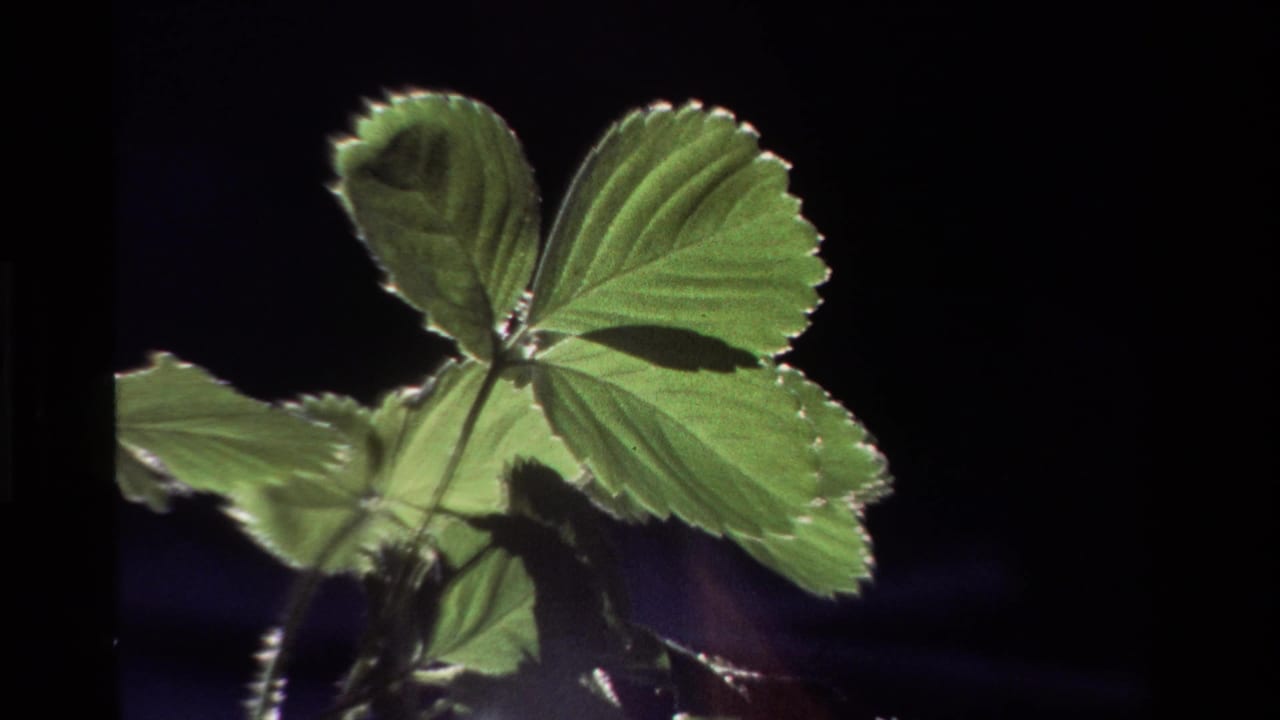 A large green strawberry leaf is backlit with smaller leaves below it.