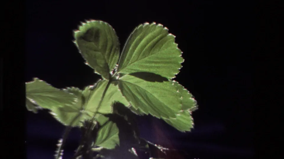 Close 8mm view of a green strawberry leaf with visible veins and smaller leaves below, cataloged as California in 1981.