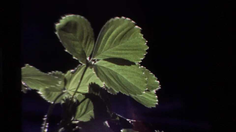 1981 California 8mm close-up of strawberry leaves swaying in backlight, with serrated edges and fine veins visible.