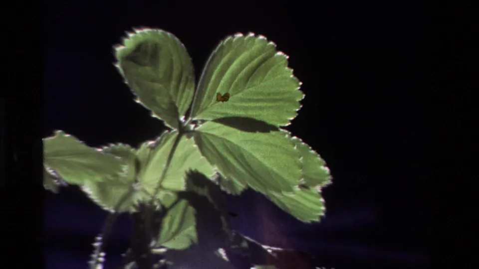 Close 8mm frame of a backlit strawberry leaf in 1981 California footage, with a small dark mark visible on the leaf surface.