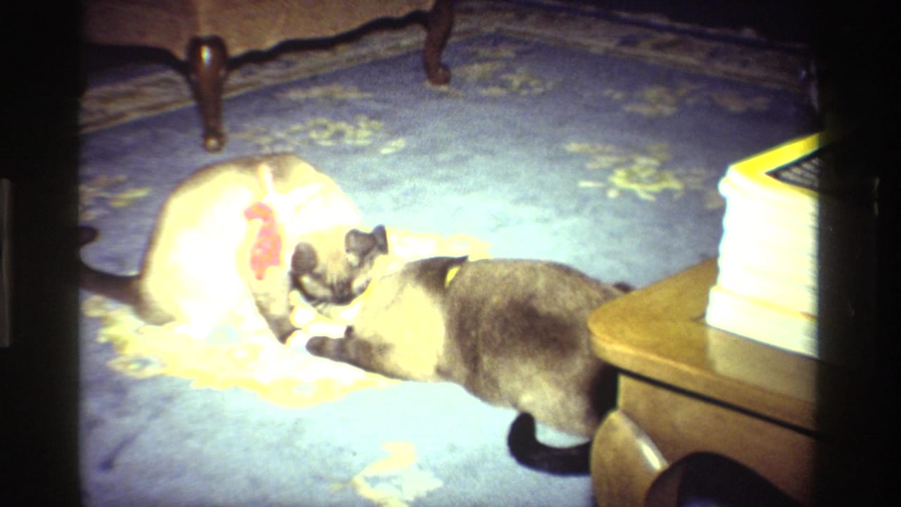 Two Siamese cats on a patterned carpet near furniture, one wearing a red harness.