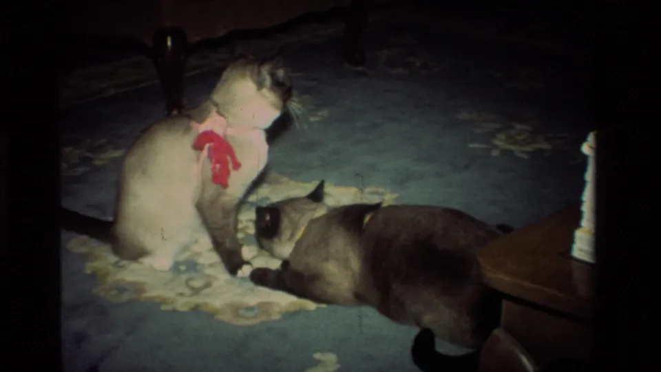 1984 California 8mm frame showing one Siamese cat sitting in a red harness while another lies beside it on the living-room carpet.