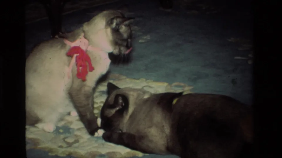 1984 California home-movie frame with two Siamese cats on a blue-patterned carpet, one upright in a red harness and the other resting nearby.
