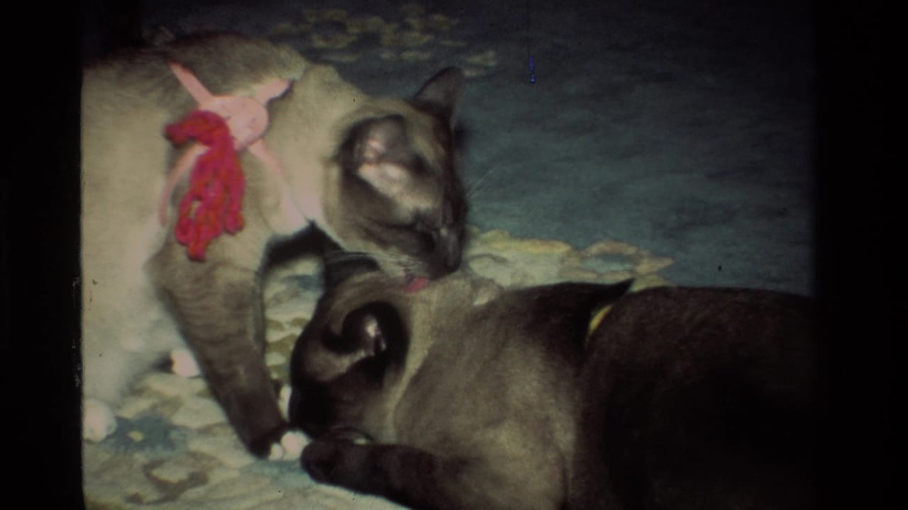 In 1984 California home-movie footage, two Siamese cats interact on a patterned carpet, with one wearing a pink and red knitted item.