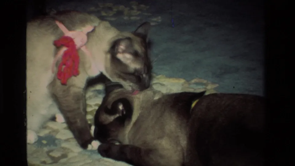 In 1984 California home-movie footage, two Siamese cats interact on a patterned carpet, with one wearing a pink and red knitted item.
