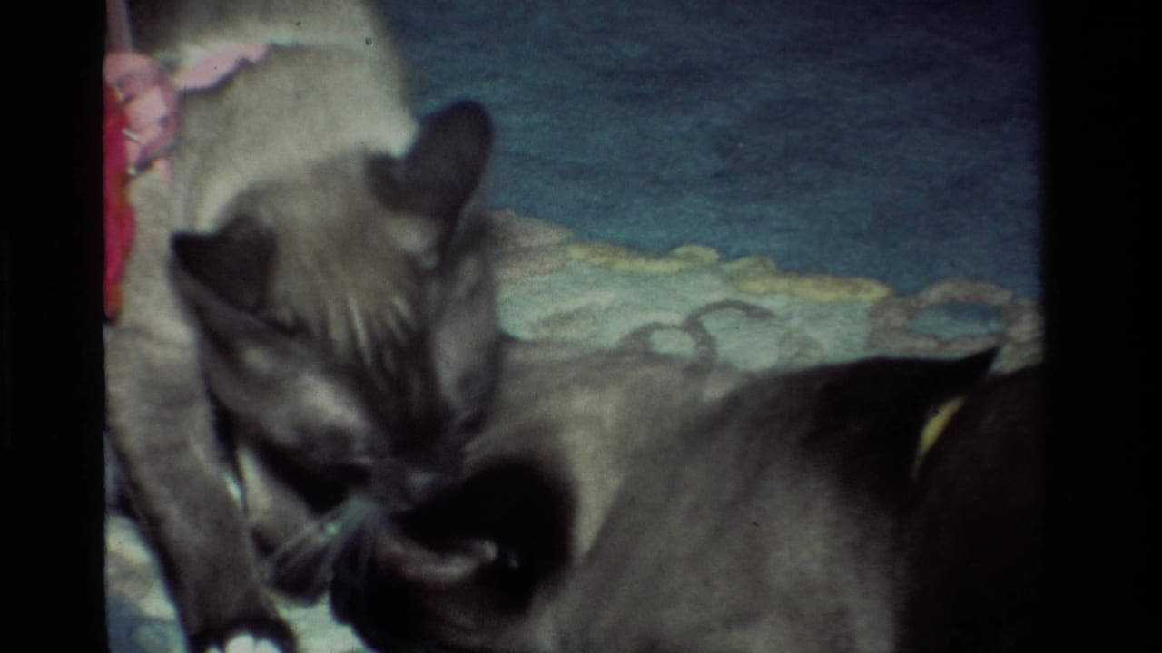A Siamese cat lowers its head toward another cat lying on the carpet.