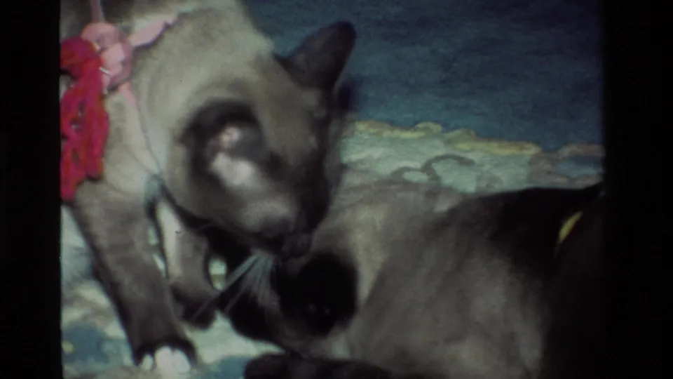 The standing Siamese cat nuzzles close to the resting cat, with whiskers, ears, and patterned carpet visible in soft 8mm color.