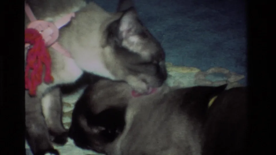 A Siamese cat appears to lick or nuzzle another cat resting on a patterned carpet, captured with grainy 1984 8mm home-movie texture.