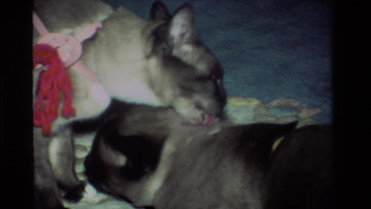1984 California 8mm frame of two Siamese cats on a patterned rug, with one cat grooming another beside a pink-and-red knitted toy.