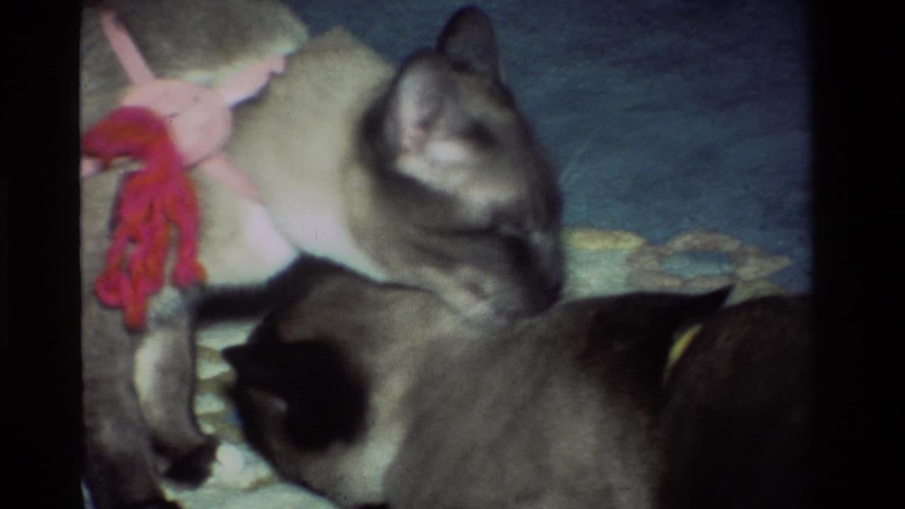 1984 California home-movie frame showing a larger Siamese cat upright behind a second cat on a patterned rug, with a knitted toy at left.