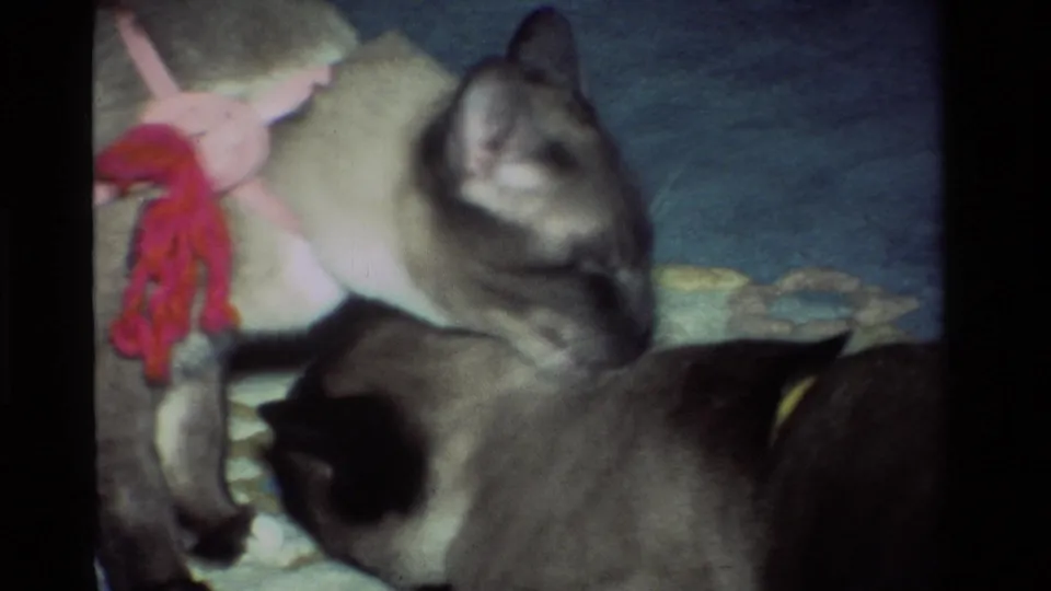 1984 California home-movie frame showing a larger Siamese cat upright behind a second cat on a patterned rug, with a knitted toy at left.