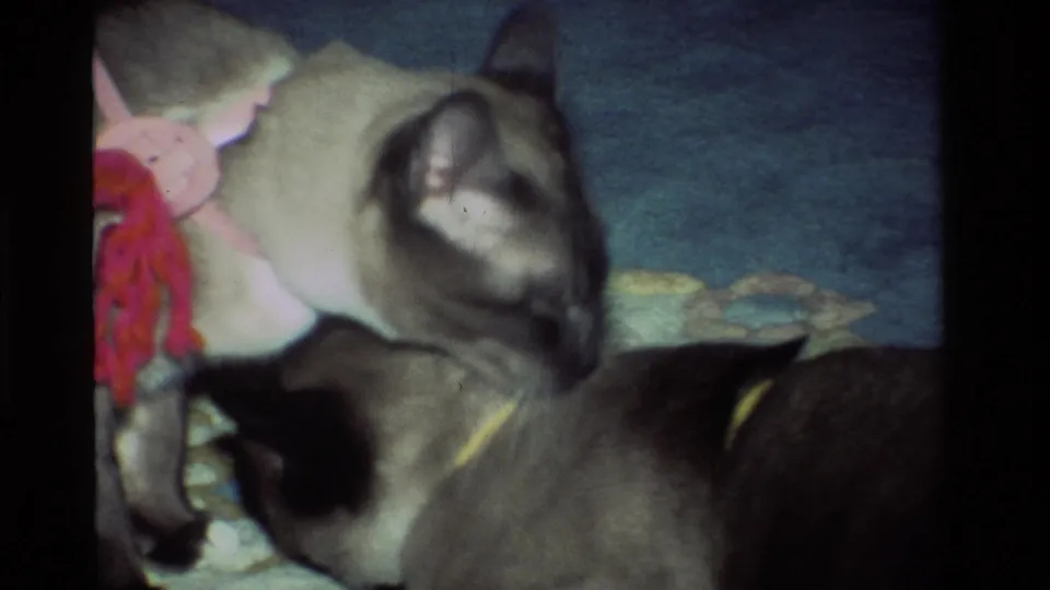 1984 California 8mm frame of a Siamese cat bending toward another cat on a patterned rug, with visible grain and a knitted toy nearby.