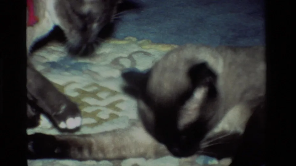 1984 California home-movie frame with two Siamese cats close to the rug, one partly cropped, as the grooming scene ends.