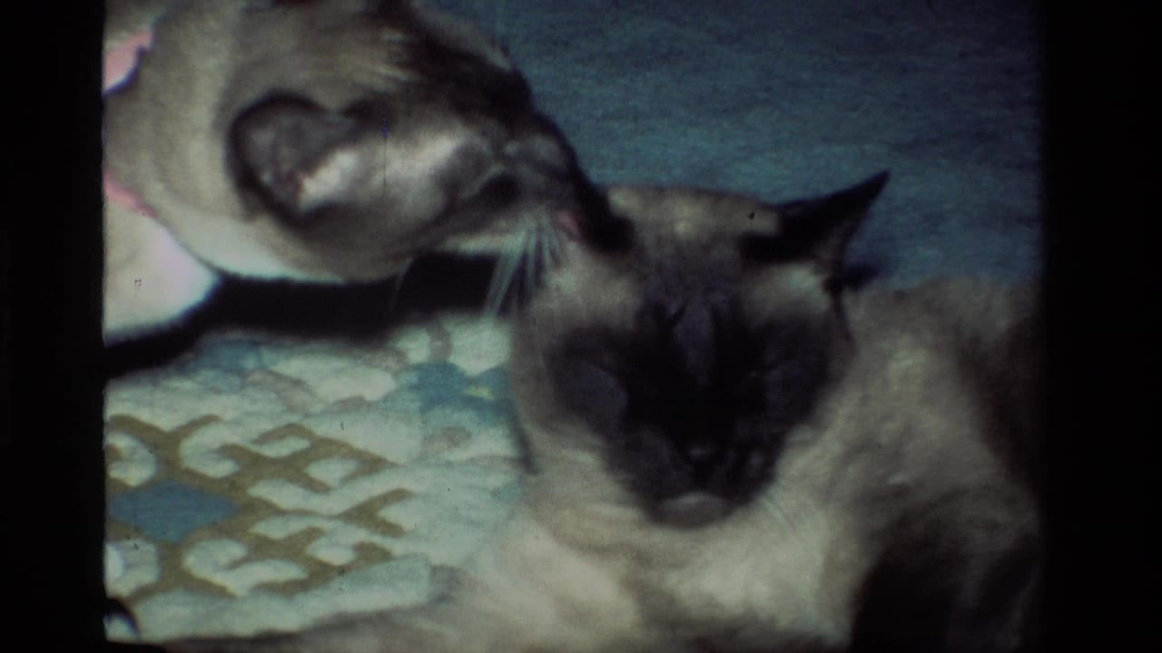 In 1984 California home-movie footage, two Siamese cats lie close on a patterned rug as one leans toward the other.