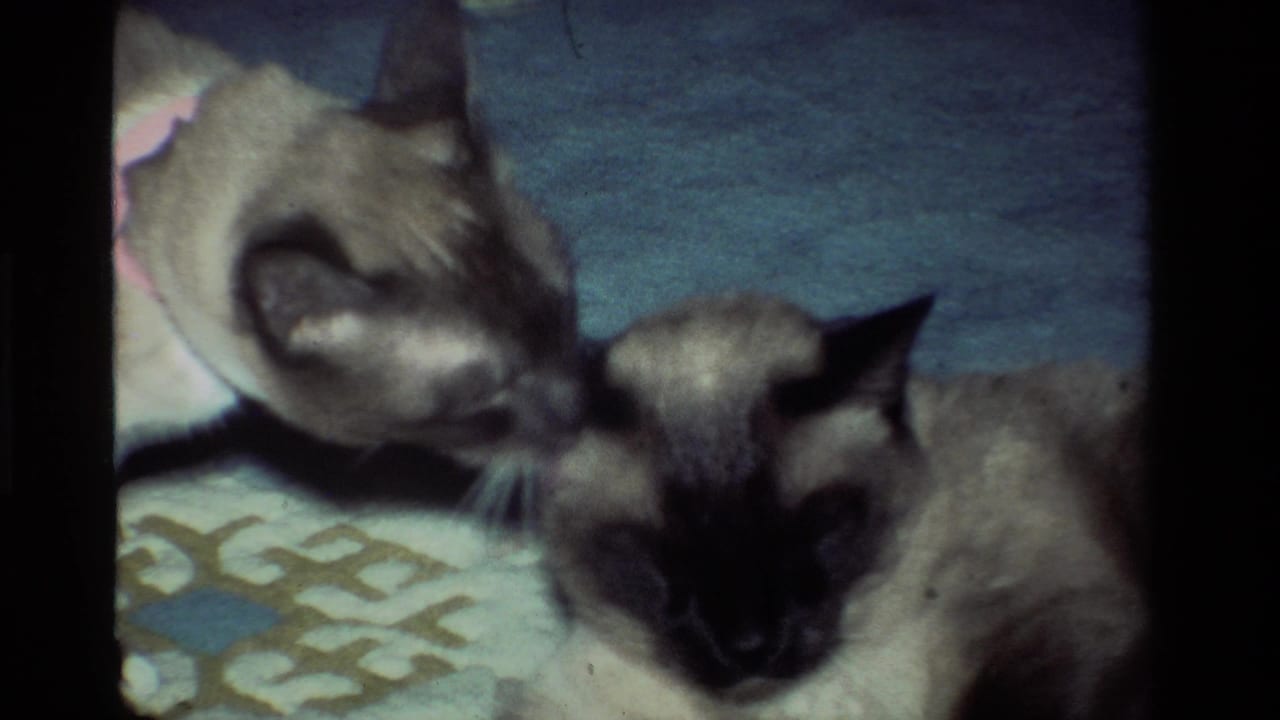 One Siamese cat bends toward another cat lying on the rug.