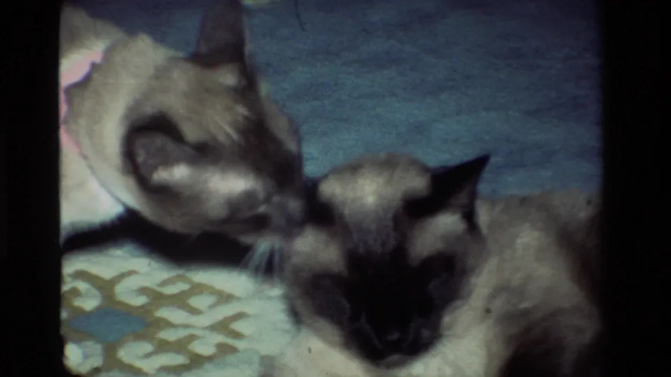 One Siamese cat lowers its head toward the face of another resting cat in a soft 8mm domestic scene.