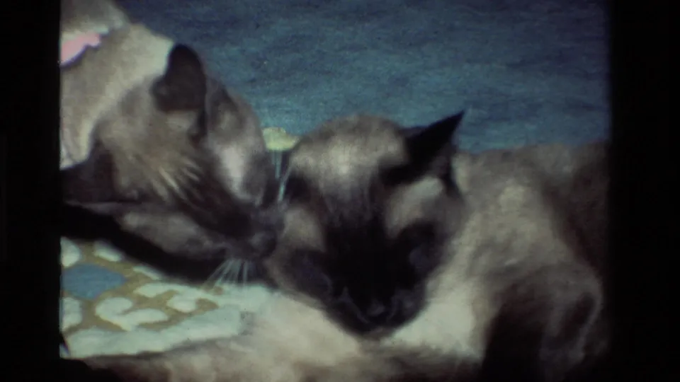 A Siamese cat appears to lick or groom its companion's head while both lie close together on the patterned rug.