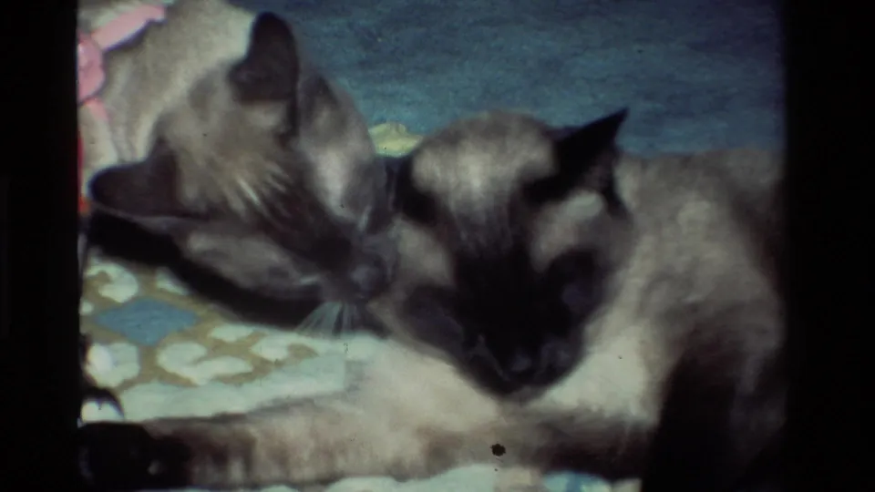 Two Siamese cats remain close on the rug, with one cat grooming near the other's head in a quiet domestic frame.