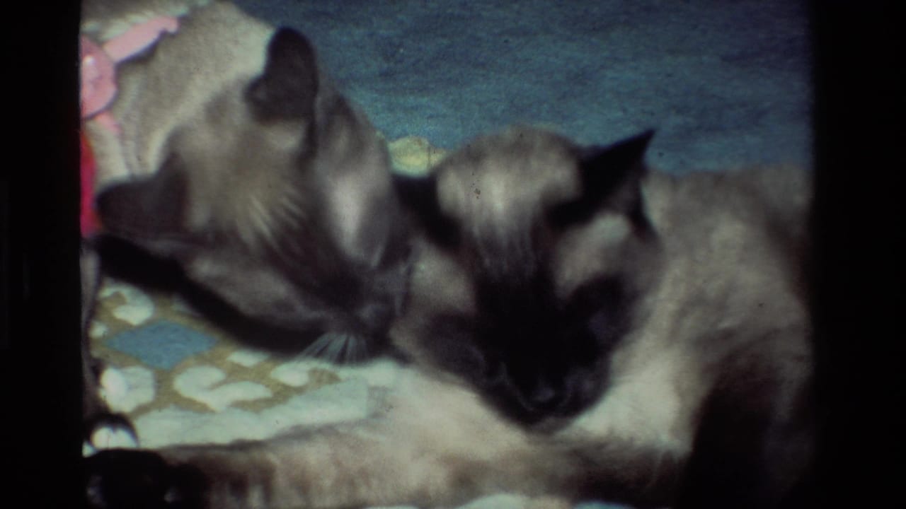 Two Siamese cats rest closely on a patterned rug in 1984 California home-movie footage.