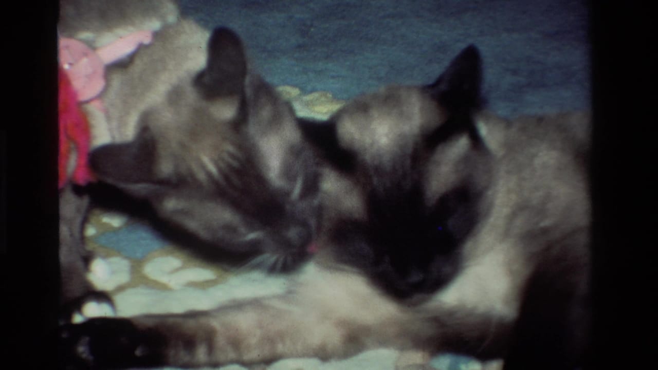 One Siamese cat appears to groom another on a patterned rug in 1984 California home-movie footage.