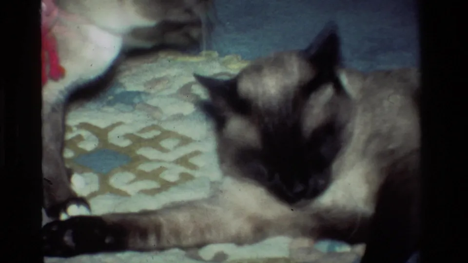 A Siamese cat lies on a patterned rug while another cat is partly visible at the edge of the home-movie frame.