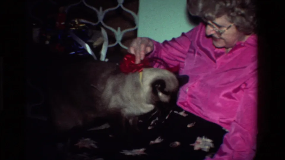 1984 California home-movie frame of an older woman smiling as she lowers a red bow onto a Siamese cat's back.