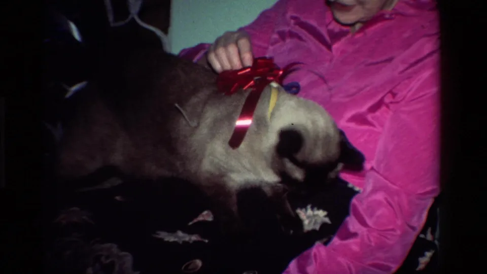 1984 California home-movie frame showing the red bow resting on a Siamese cat as an older woman sits close by.