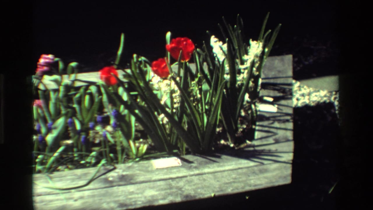 Red tulips, white hyacinths, and purple muscari growing in a wooden planter.