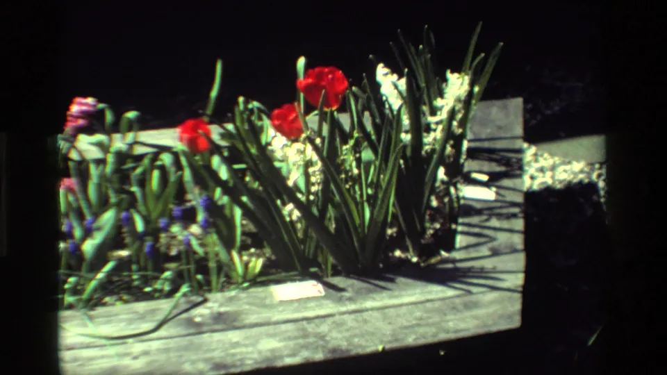 1984 California 8mm frame showing red tulips, white hyacinths, purple muscari, green leaves, and sunlit wooden planter boards.