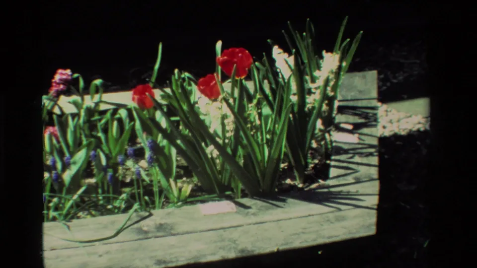 1984 California 8mm frame showing a raised wooden planter crowded with red tulips, white hyacinths, purple muscari, and foliage.