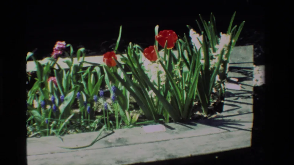 1984 California home-movie frame with red tulips, white hyacinths, purple muscari, and green foliage in a sunlit wooden planter.