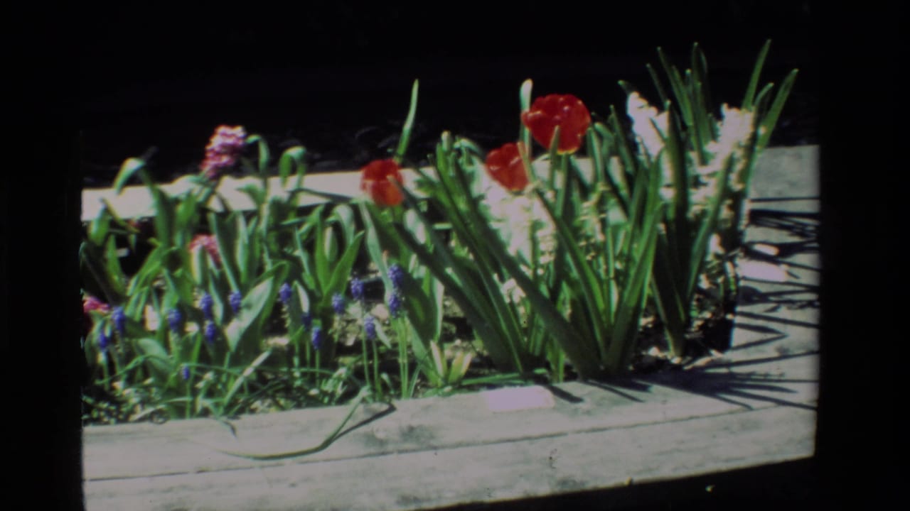 1984 California 8mm frame of red tulips, purple grape hyacinths, white blooms, and green leaves in a wooden planter.