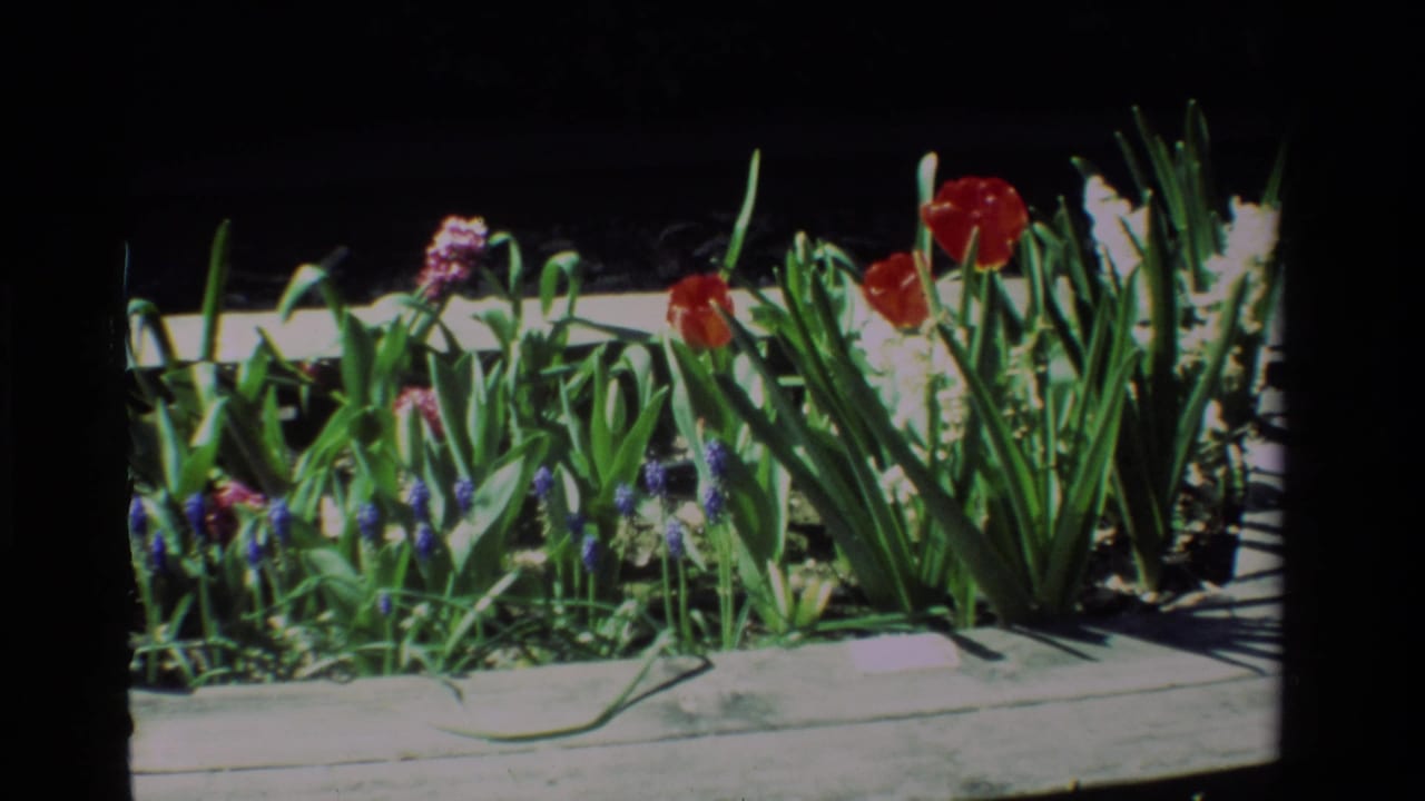 Close view of red tulips, purple flowers, and green foliage in a planter.