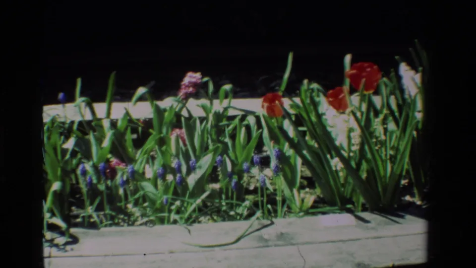 8mm home-movie frame from 1984 California showing a wooden planter packed with red tulips, purple blooms, and green spring foliage.