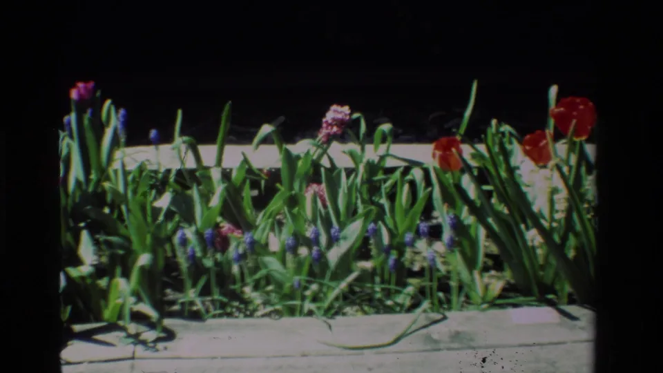 1984 California 8mm frame of a sunlit wooden planter with red tulips, purple grape hyacinths, white blooms, and dense foliage.